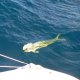 64- Mahi-mahi en route vers Taiohae 